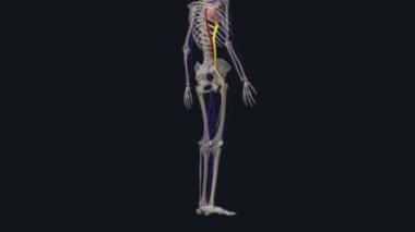 Proksimal olarak devam eden yüzeysel uyluk damarına uyluk kemiğinin üst kısmındaki derin uyluk damarı bağlanır ve ortak uyluk kemiği haline gelir.