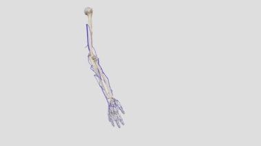 Basilik damar, el ve kolun bazı kısımlarının boşalmasına yardımcı olan üst uzvun yüzeysel bir damarıdır. .