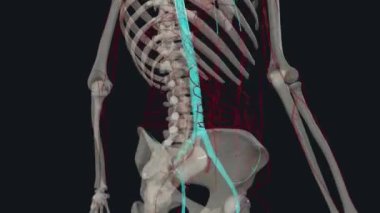 Anterolateral abdominal duvarın karmaşık bir damar ve damar kaynağı var. .