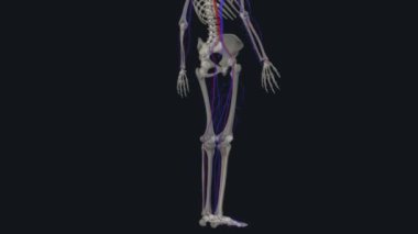 Deri altı dokusunda yüzeysel damarlar bulunur. Eninde sonunda derin damarlara çekilirler. .