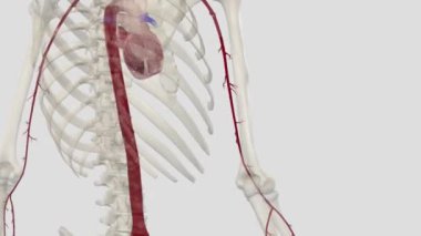 Kol atardamarı aksiller arterin alt kısmından başlayan ana kas atardamarının uzantısıdır.
