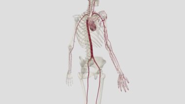 Üst uzvun atardamarı subklavyen arterden türemiş. Üst kol subklavyen arterine atardamar Radial arter Ulnar arteri..