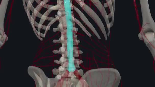 Lumbar Arteries Four Pairs Branches Abdominal Aorta Found Posterior Abdominal — Stock Video