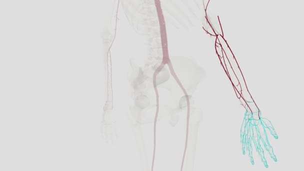 Onderarm Radial Artery Radiale Slagader Een Van Twee Grote Bloedvaten — Stockvideo