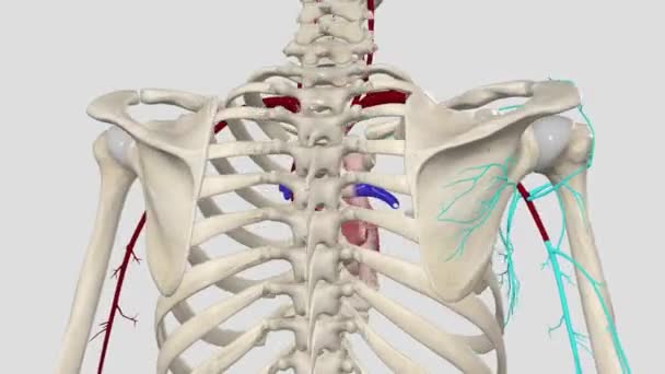 Arteria Axilar Gran Vaso Muscular Que Viaja Través Axila — Vídeo de stock