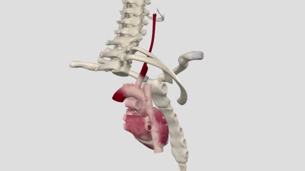일반적인 경동맥은 머리와 지역에 공급을 제공하는 동맥입니다 — 비디오