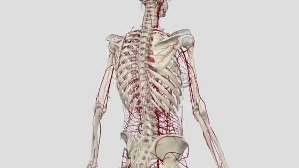 Die Größte Arterie Körper Ist Die Aorta Die Mit Der — Stockvideo