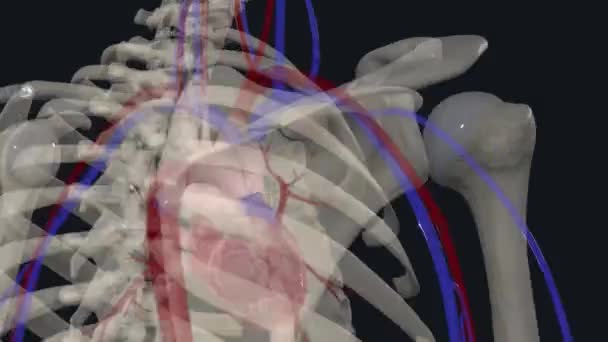 Wielkie Naczynia Serca Obejmują Aortę Tułów Płucny Żyły Płucne Żyłę — Wideo stockowe