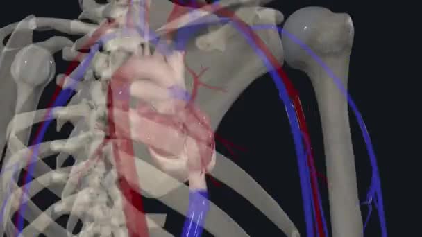 心臓血管系は心臓 静脈および毛細血管から成っています — ストック動画