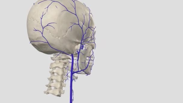 内部颈静脉 这些静脉比外部静脉大 可以让大脑的血液回到你的胸部 — 图库视频影像