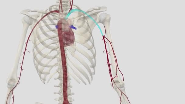 Üst Uzvun Ana Arterleri Şunlardır Subklavyen Arter Axillary Arter Brakiyal — Stok video