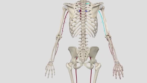 Unterarm Radialarterie Die Radialarterie Ist Eines Von Zwei Großen Blutgefäßen — Stockvideo