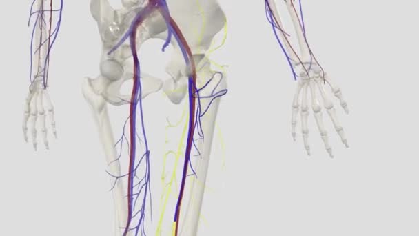 股骨深静脉 即股骨深静脉 Deep Vein Thigh或Profunda Femoris Vein 是大腿的一个大的深静脉 — 图库视频影像