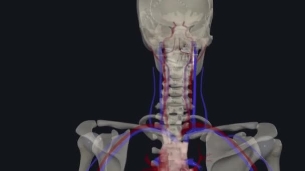 内部のジャグラー静脈 これらは外部静脈よりも大きく 脳からの血液が胸に戻ることを可能にします — ストック動画