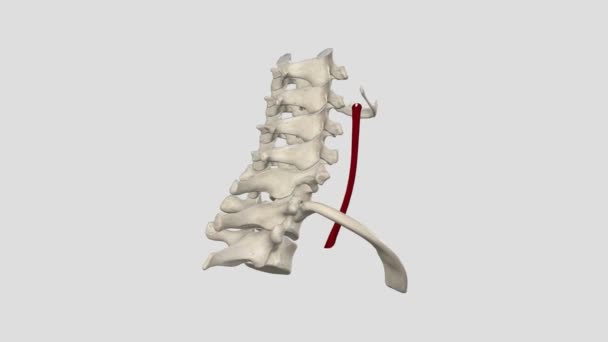 颈动脉是一种弹性较大的大动脉 主要供血于头部和颈部区域 — 图库视频影像