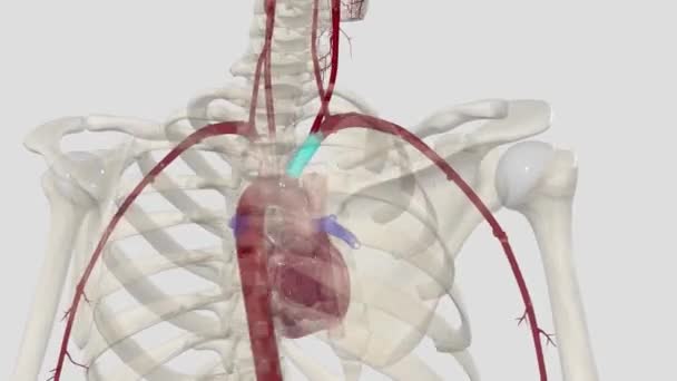 Arteria Carotidea Comune Una Grande Arteria Elastica Che Fornisce Principale — Video Stock