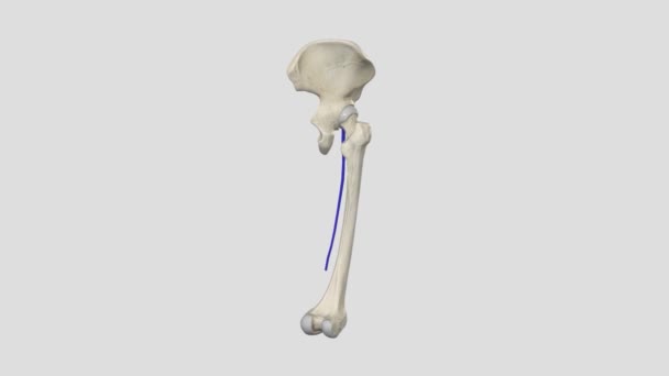股静脉是你大腿上的一个大血管 这种静脉从你的下肢组织中收集脱氧血液 帮助你将血液输送到心脏 — 图库视频影像