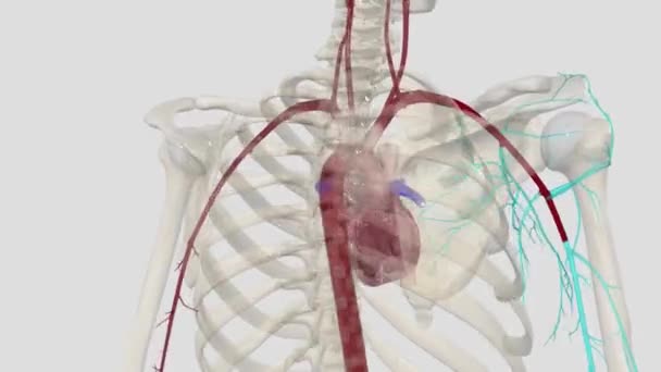 Aksiller Arter Aksilladan Geçen Büyük Bir Kas Damarıdır — Stok video
