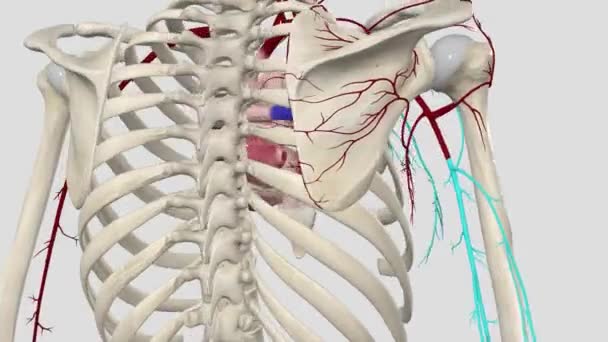 Torakromial Arter Göğüs Bölgesi Deltoid Klaviküler Akromiyal Dalların Kas Derilerini — Stok video