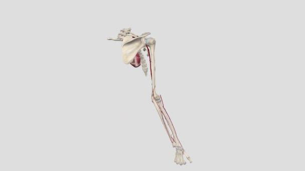 径向动脉径向动脉是向前臂和手部供血的两个主要血管之一 — 图库视频影像