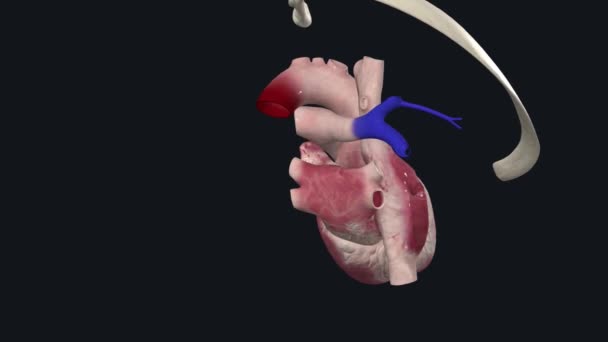 Right Pulmonary Artery Courses Posterior Ascending Aorta Anterior Descending Aorta — Stock Video