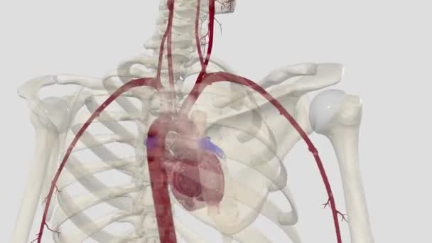 Common Carotid Artery Large Elastic Artery Which Provides Main Blood — Stock Video