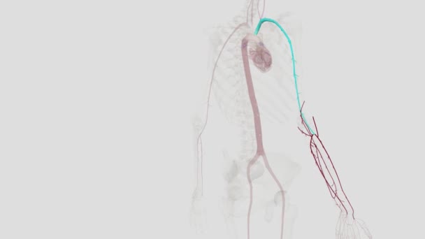 Предплечье Радиальная Артерия Лучевая Артерия Является Одним Двух Основных Кровеносных — стоковое видео