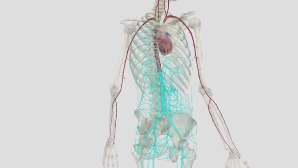 Den Bröstkorg Aorta Del Aortan Ligger Bröstkorgen Det Fortsättning Aortavalvet — Stockvideo