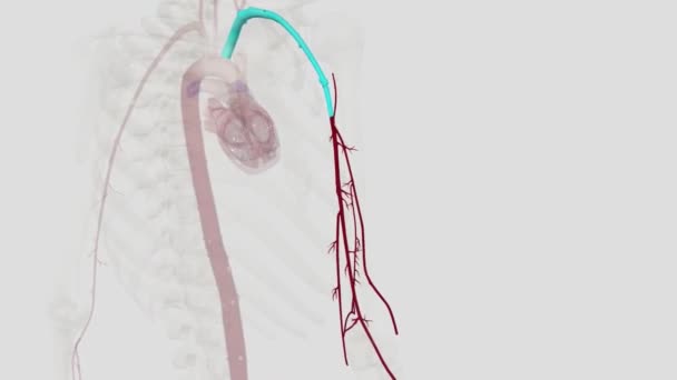 Üst Uzvun Ana Arterleri Şunlardır Subklavyen Arter Axillary Arter Brakiyal — Stok video