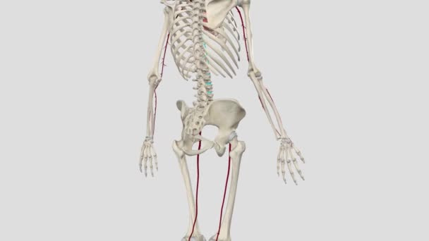 股动脉是一种大的血管 为下肢结构和下腹前壁提供有氧血液 — 图库视频影像