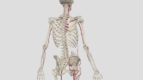 Die Größte Arterie Körper Ist Die Aorta Und Sie Ist — Stockvideo