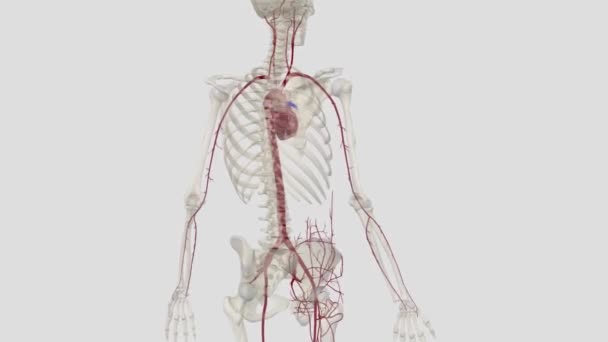 Vücuttaki Büyük Arter Aortdur Dört Parçaya Ayrılmıştır Aort Aort Aort — Stok video