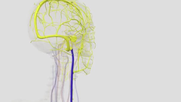 Şah Damarları Bunlar Dış Damarlardan Daha Büyüktür Beyninizin Kanının Göğsünüze — Stok video