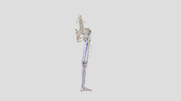 下肢的静脉通常被描述为由两个系统组成 一个在肌肉室内部 另一个在筋膜内部 即深层系统 — 图库视频影像