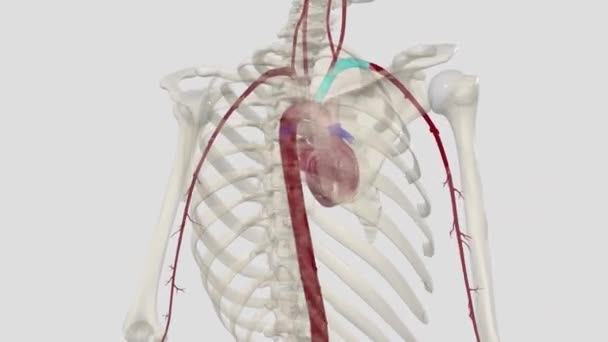 Artera Axilară Este Vas Muscular Mare Care Traversează Axila — Videoclip de stoc