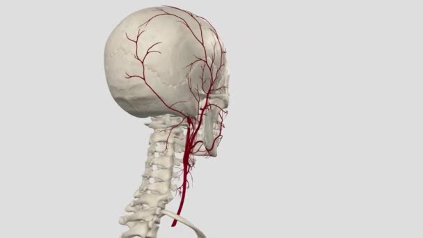Поширеною Каротидною Артерією Велика Еластична Артерія Яка Забезпечує Основний Кровопостачання — стокове відео
