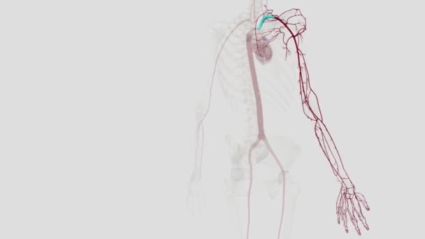 Suprimento Arterial Membro Superior Derivado Artéria Subclávia Abastecimento Arterial Artéria — Vídeo de Stock