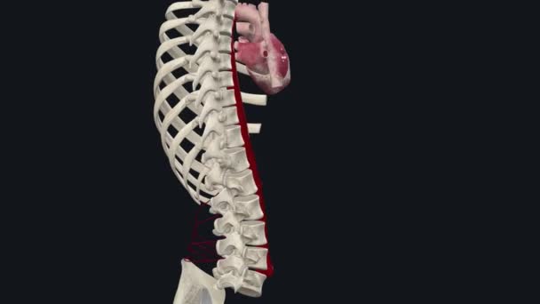 腰动脉是腹主动脉的四对分支 位于腹后壁 — 图库视频影像