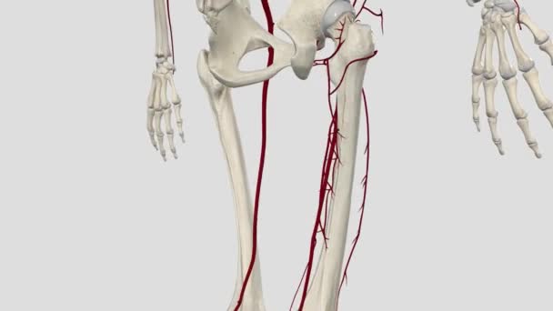 대퇴골 동맥과 가지가 다리와 전체뿐만 아니라 허벅지의 대부분을 — 비디오