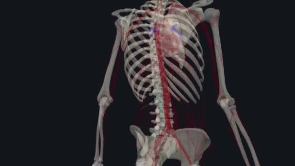 Primera Arteria Lumbar Izquierda Pasa Posterior Crus Izquierdo Del Diafragma — Vídeo de stock
