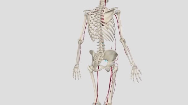 Легенева Артерія Гілки Забезпечують Більшу Частину Стегна Також Всю Ногу — стокове відео