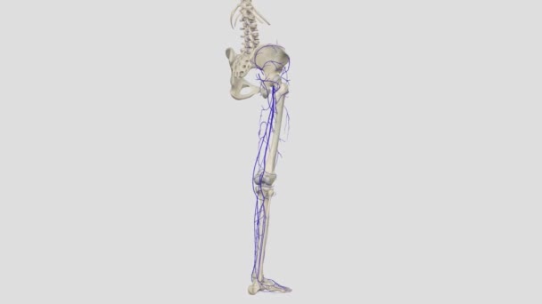 下肢的静脉通常被描述为由两个系统组成 一个在肌肉室内部 另一个在筋膜内部 即深层系统 — 图库视频影像