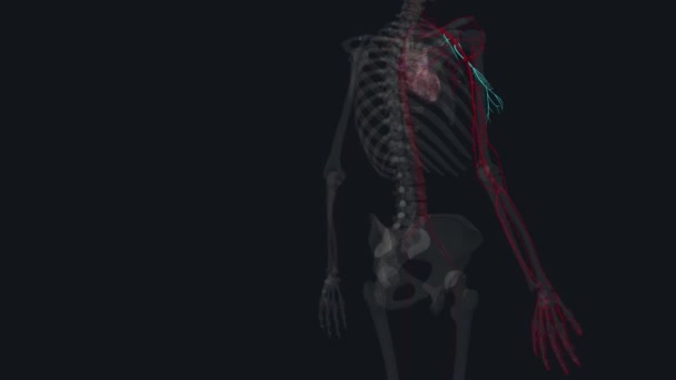 上肢の動脈供給は 下肢動脈に由来する 上部の下肢動脈動脈動脈への細菌供給 脳内動脈放射状動脈 — ストック動画