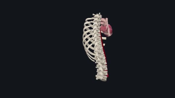 Een Abdominale Aorta Aneurysma Een Vergroot Gebied Het Onderste Deel — Stockvideo