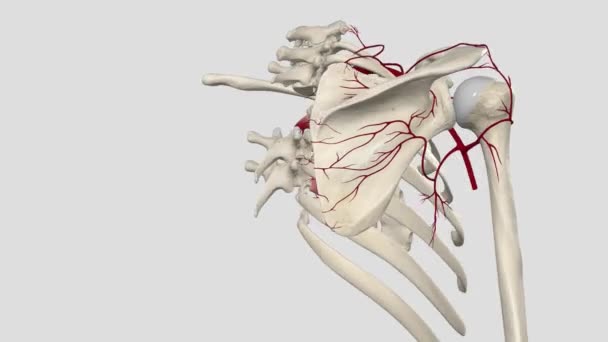 Arteri Torakomial Memberikan Empat Cabang Untuk Memasok Otot Dan Kulit — Stok Video