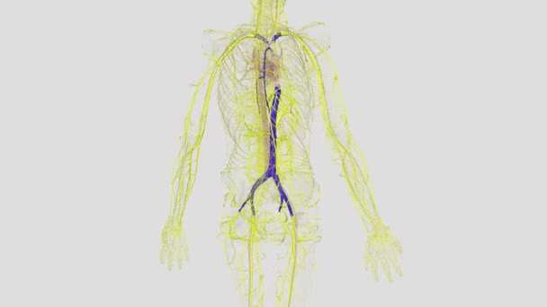 体内の2つの最大の静脈は 上部の体から心臓の右アトリウムに直接血液を運ぶ優れたヴェナカバであり 下部の体から直接右アトリウムに血液を運ぶ劣ったヴェナカバです — ストック動画