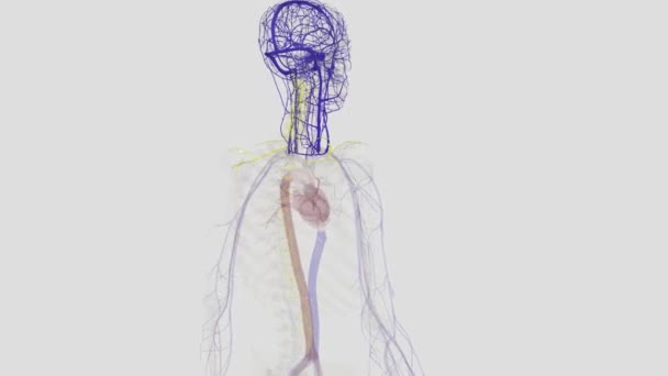 头颈静脉可分为三组 头颈外静脉 头颈外静脉 颈部静脉 — 图库视频影像