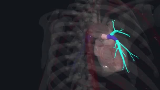 肺动脉是肺循环中的一条动脉 将脱氧血从心脏右侧输送到肺部 — 图库视频影像