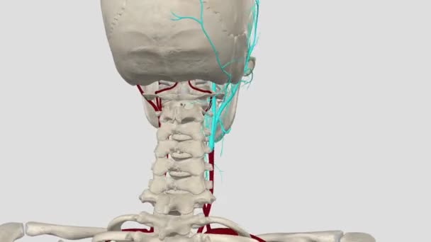 一般的なカルチド動脈は 頭部と首領域に主な血液供給を提供する大きな弾性動脈です — ストック動画
