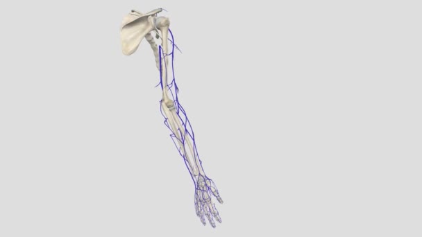 上肢から血液を排出する主な表面静脈は バジル静脈とセファリック静脈です 両方の静脈は ドーサル静脈ネットワークから始まります — ストック動画